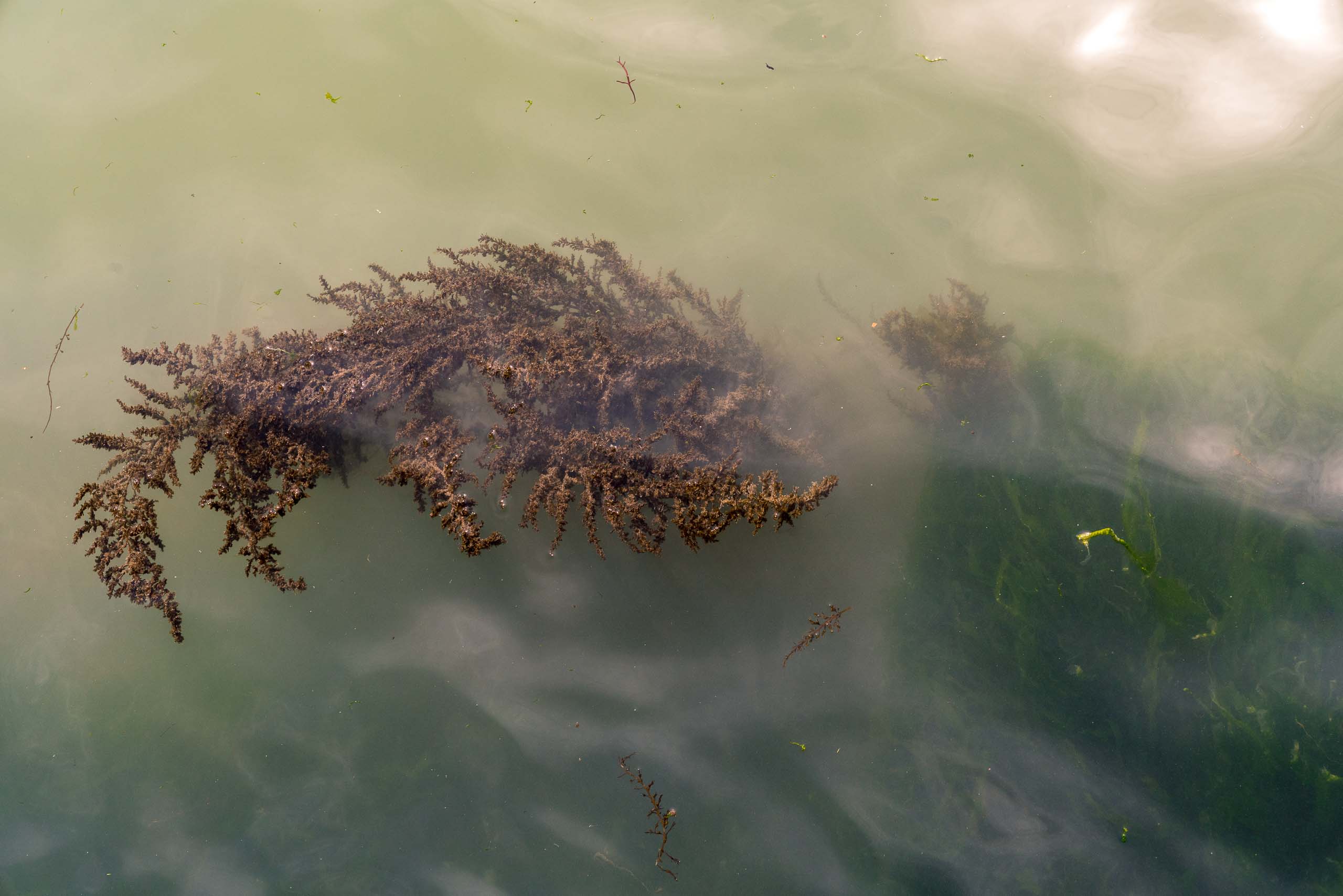 Fine Art photography of Seaweed Alga Marina in Venice Veneto Italy made by New York photographer Mary Catherine Messner (mcmessner).