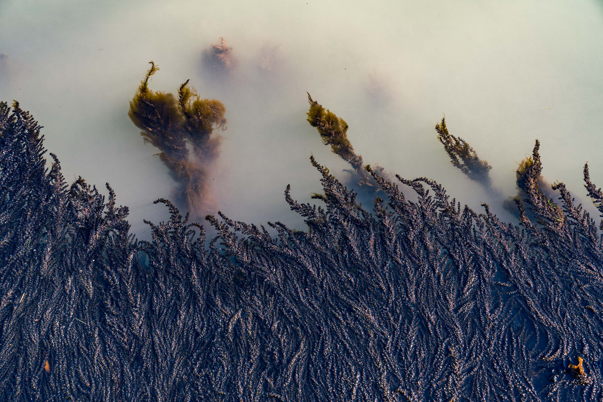 Fine Art photography of Seaweed Alga Marina in Venice Veneto Italy made by New York photographer Mary Catherine Messner (mcmessner).