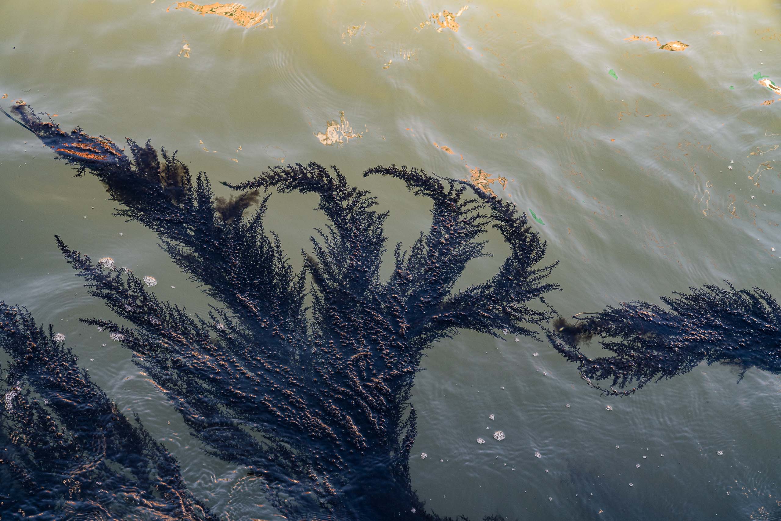 Fine Art photography of Seaweed Alga Marina in Venice Veneto Italy made by New York photographer Mary Catherine Messner (mcmessner).