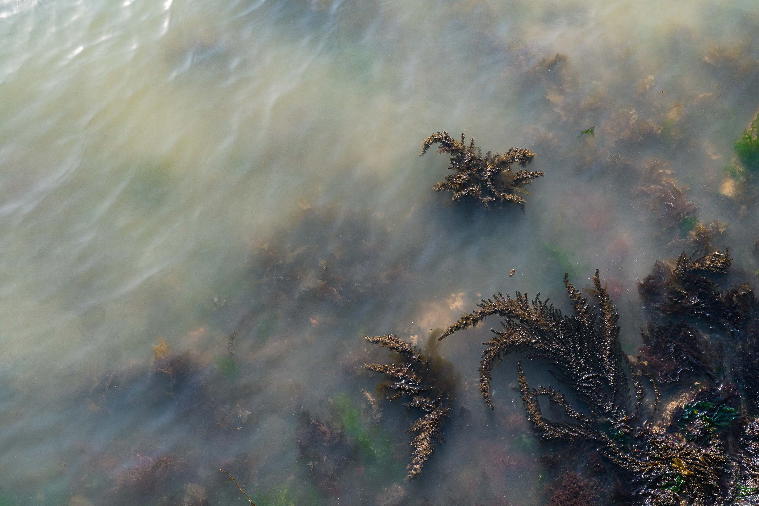 Fine Art photography of Seaweed Alga Marina in Venice Veneto Italy made by New York photographer Mary Catherine Messner (mcmessner).