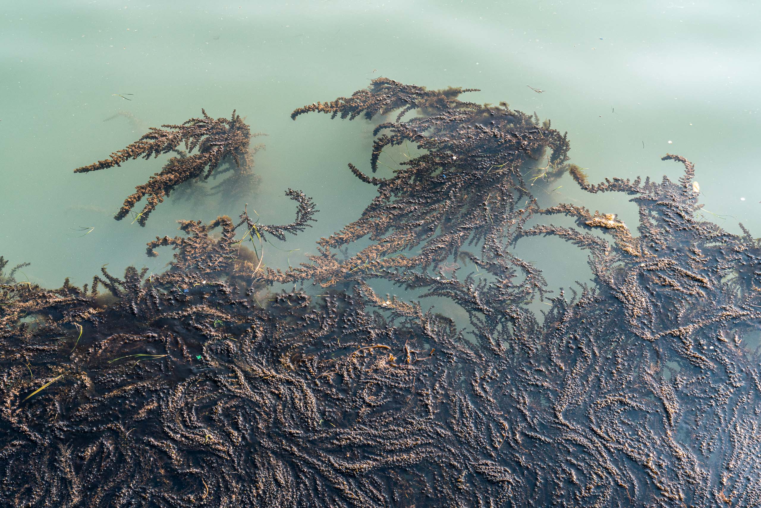 Fine Art photography of Seaweed Alga Marina in Venice Veneto Italy made by New York photographer Mary Catherine Messner (mcmessner).