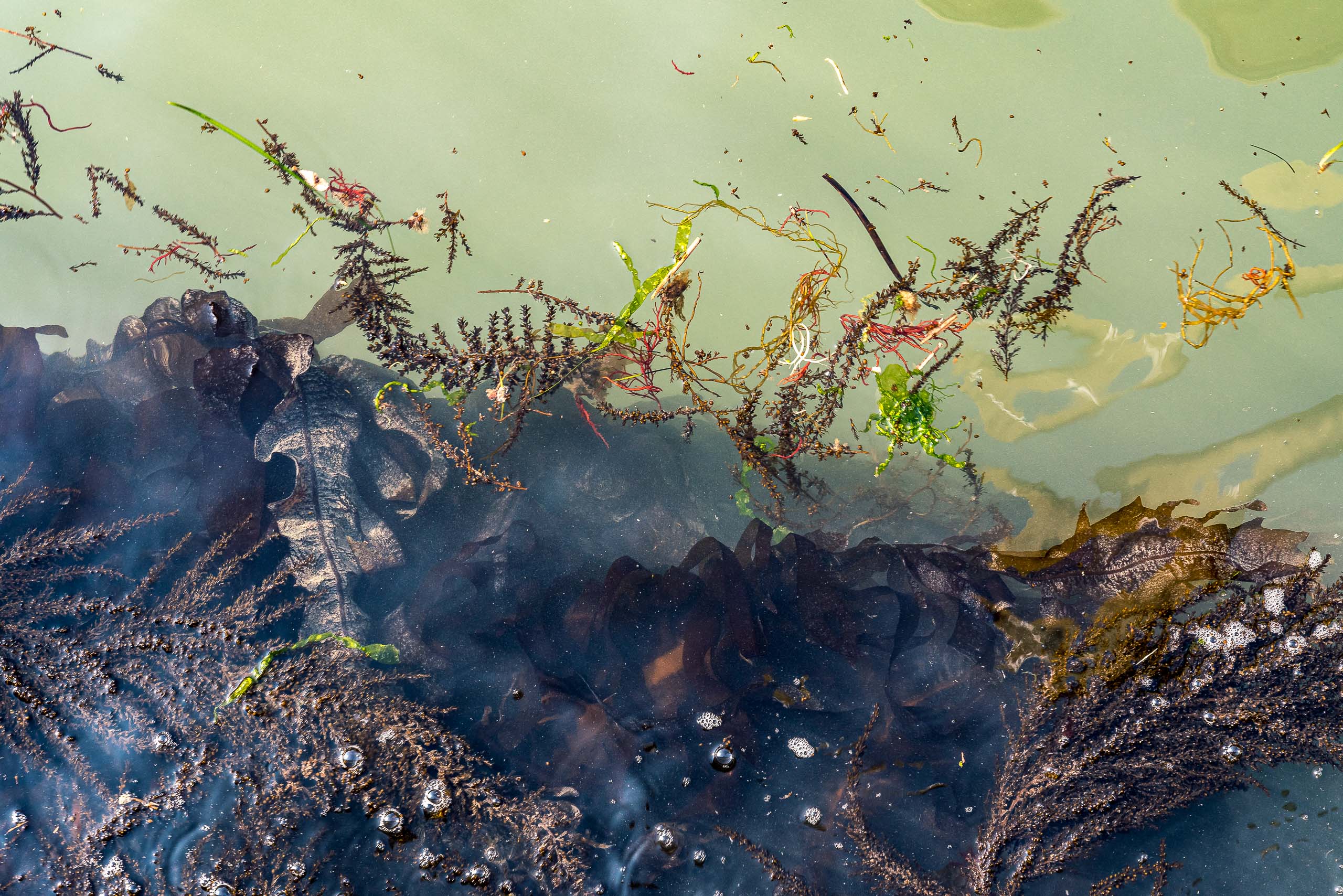 Fine Art photography of Seaweed Alga Marina in Venice Veneto Italy made by New York photographer Mary Catherine Messner (mcmessner).