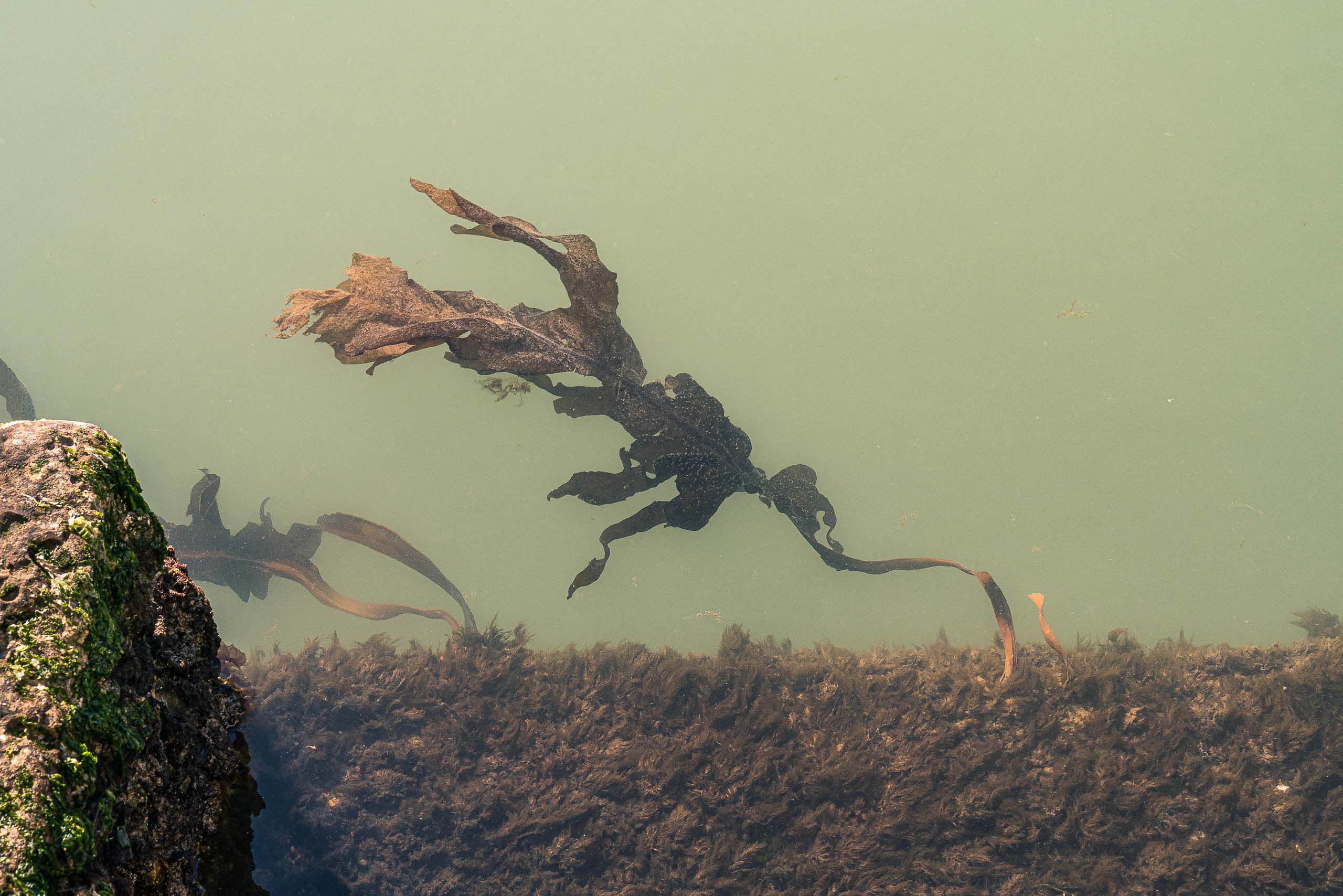 Fine Art photography of Seaweed Alga Marina in Venice Veneto Italy made by New York photographer Mary Catherine Messner (mcmessner).