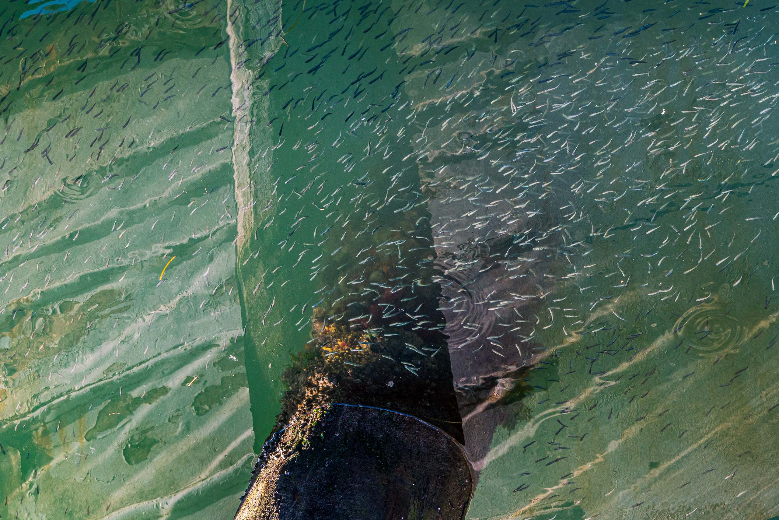 Travel and street photography of Venice Veneto Italy made by New York photographer Mary Catherine Messner (mcmessner).