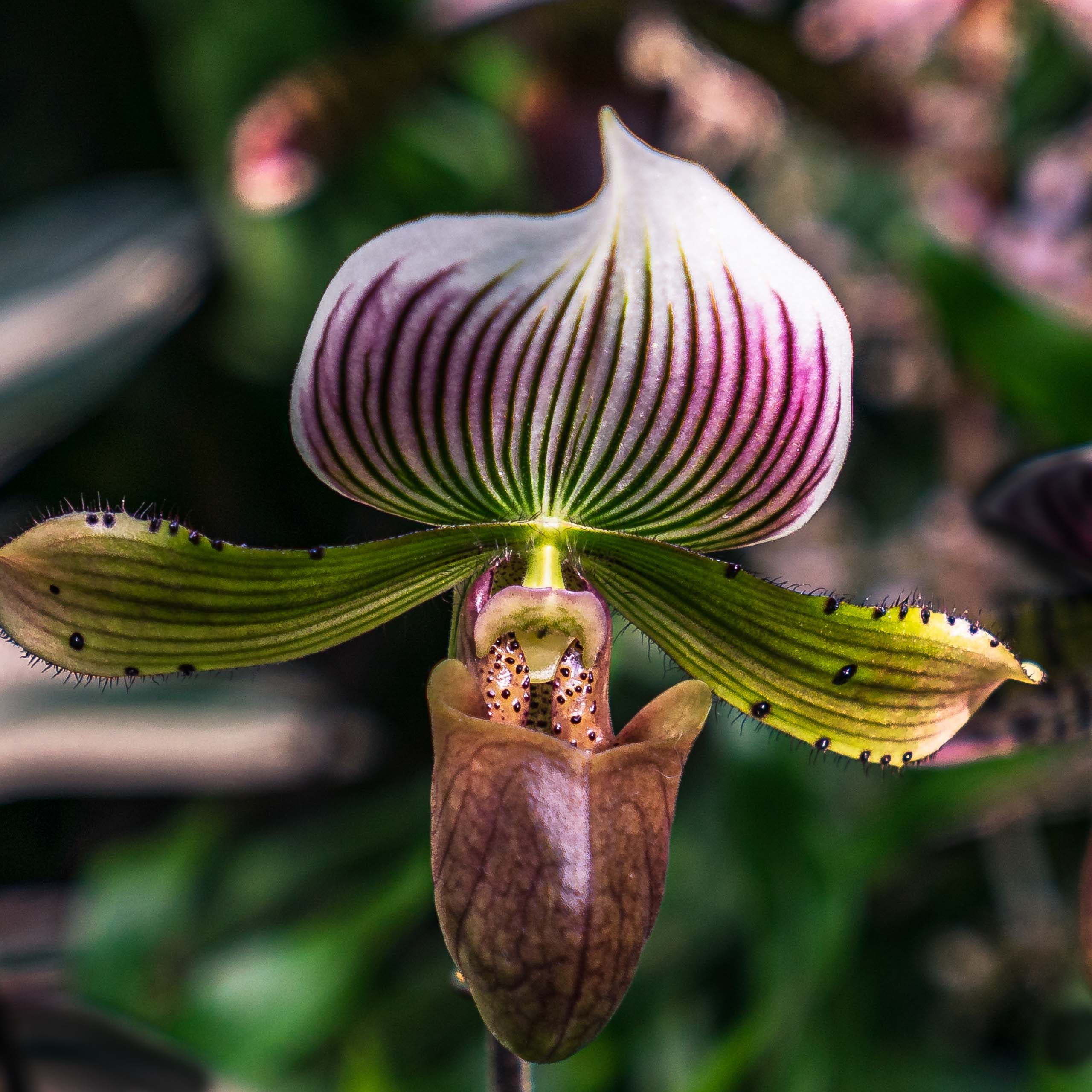 Fine Art and travel photography of New York City New York USA made by New York photographer Mary Catherine Messner (mcmessner).