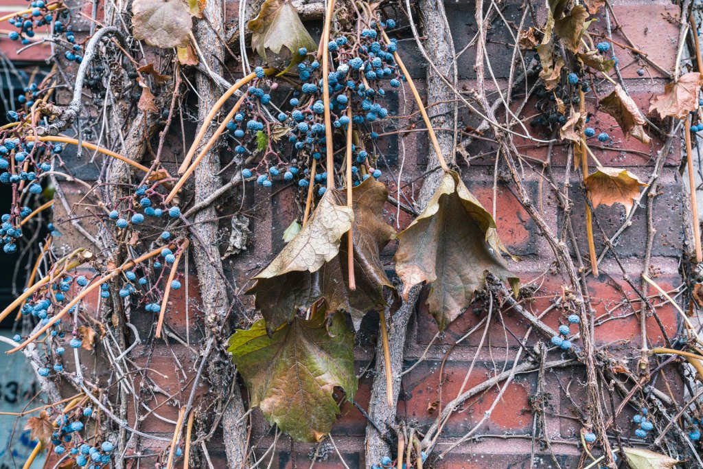 Fine Art and travel photography of Chicago IL USA made by New York photographer Mary Catherine Messner (mcmessner).