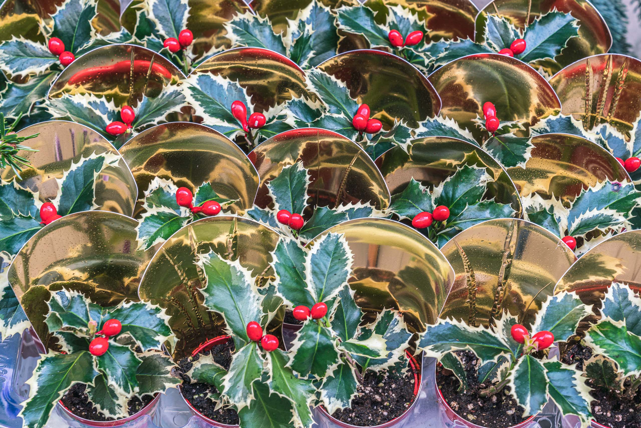 Fine Art and travel photography of Christmas in Venice Veneto Italy made by Chicago photographer Mary Catherine Messner (mcmessner).